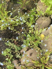 Myosotis secunda