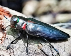 Belionota prasina