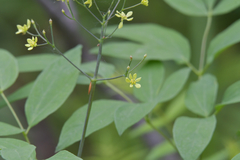Caulophyllum robustum