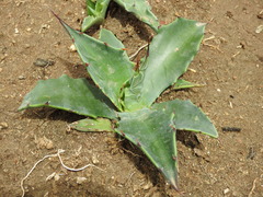 Agave durangensis