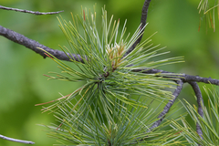 Pinus koraiensis