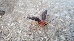 Tmetogaster nubilipennis