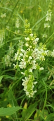 Stachys recta