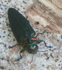 Belionota prasina