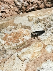 Belionota prasina