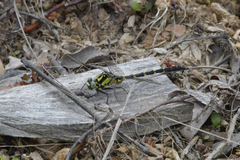Trigomphus nigripes