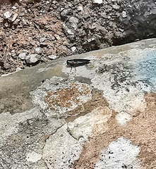 Belionota prasina
