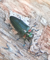 Belionota prasina