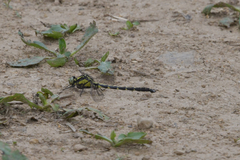 Trigomphus nigripes