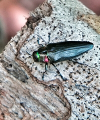 Belionota prasina