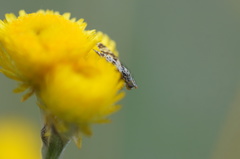 Austrotephritis fuscata