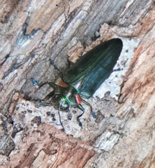Belionota prasina