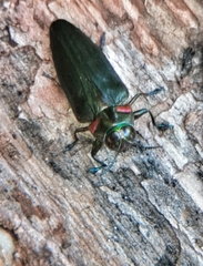 Belionota prasina
