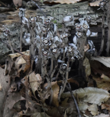 Monotropa uniflora