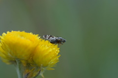 Austrotephritis fuscata