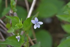 Viola acuminata