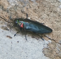 Belionota prasina