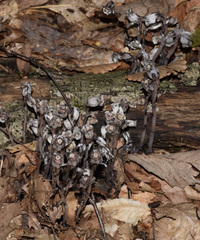 Monotropa uniflora