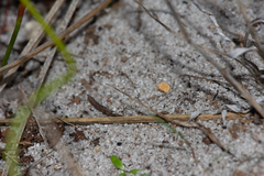 Tetralycosa