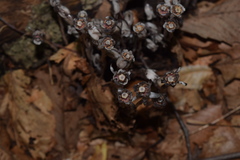 Monotropa uniflora