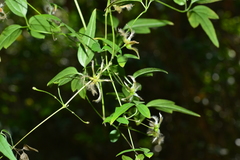 Clematis formosana