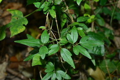 Clematis formosana