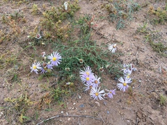 Aster hispidus