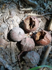 Andricus infectorius