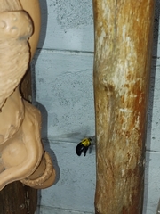 Xylocopa minor