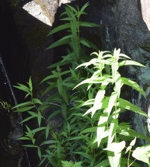 Lysimachia thyrsiflora