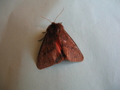 Phragmatobia assimilans