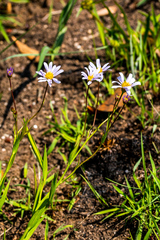 Afroaster serrulatus