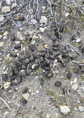 Boselaphus tragocamelus