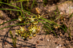 Asclepias praemorsa