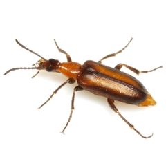 Gnathium minimum