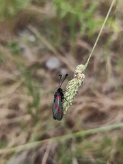 Zygaena sarpedon