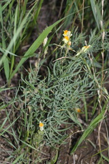 Linaria buriatica