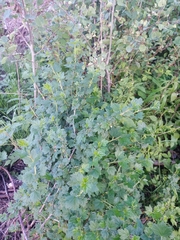 Ribes hirtellum