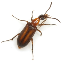 Gnathium minimum