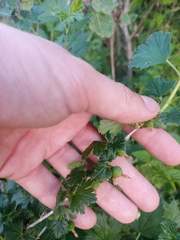 Ribes hirtellum