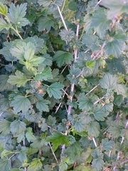 Ribes hirtellum
