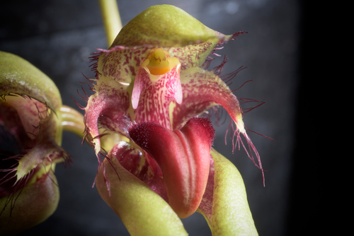 Bulbophyllum pingtungense
