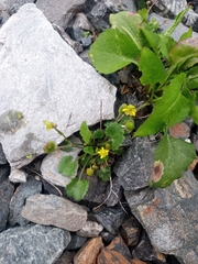 Ranunculus rhomboideus