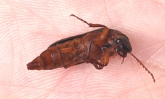 Cebrioninae
