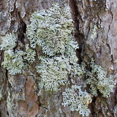 Hypogymnia farinacea