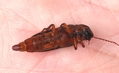 Cebrioninae
