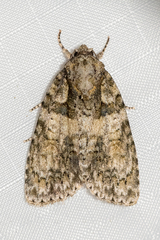 Acronicta increta