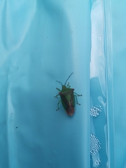 Acanthosoma haemorrhoidale