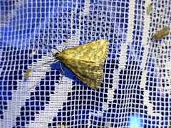 Evergestis frumentalis