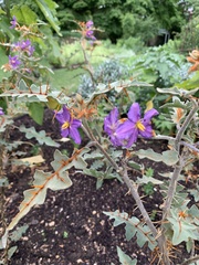 Solanum pyracanthos